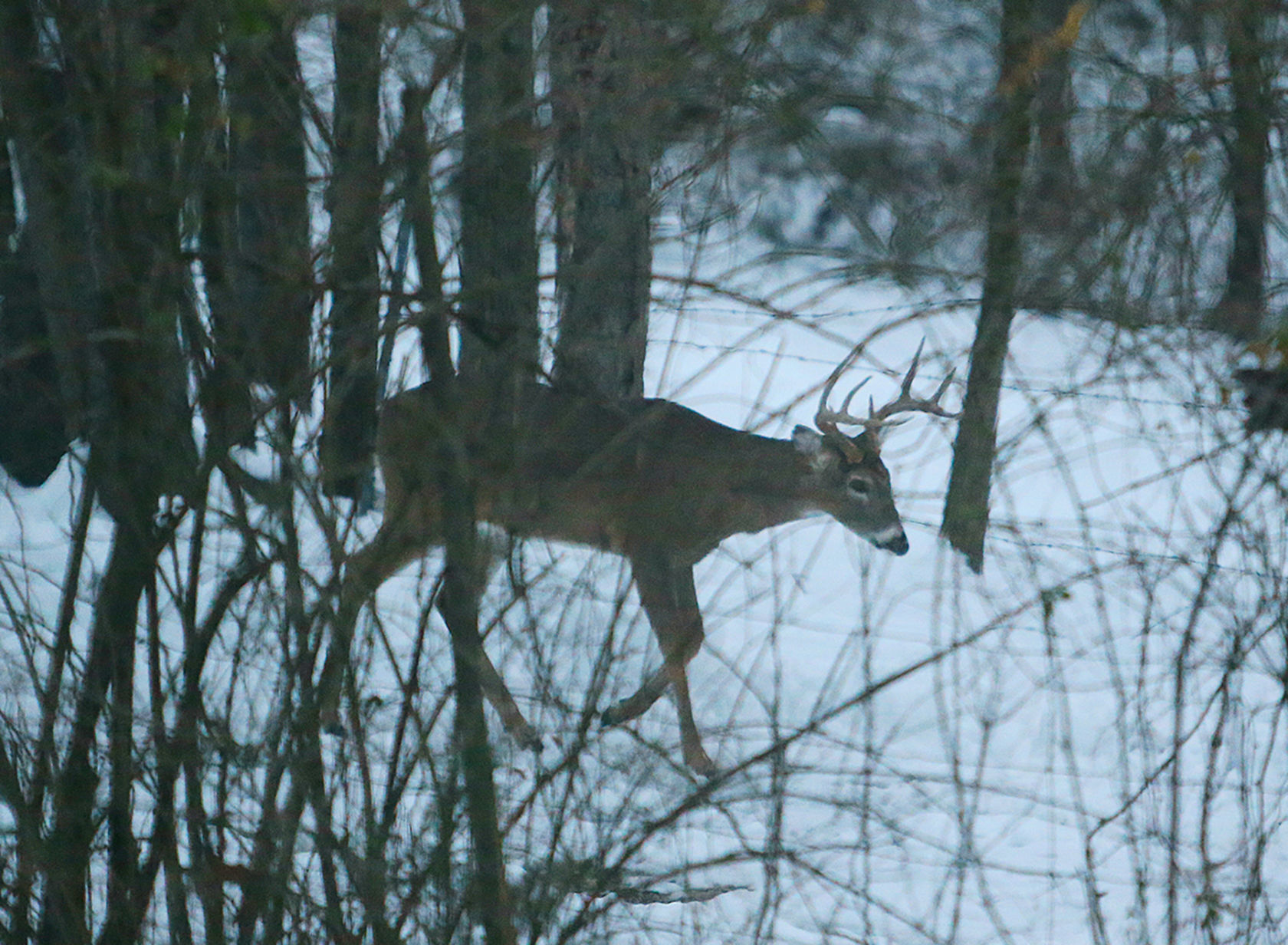 Deer look for food during winter months